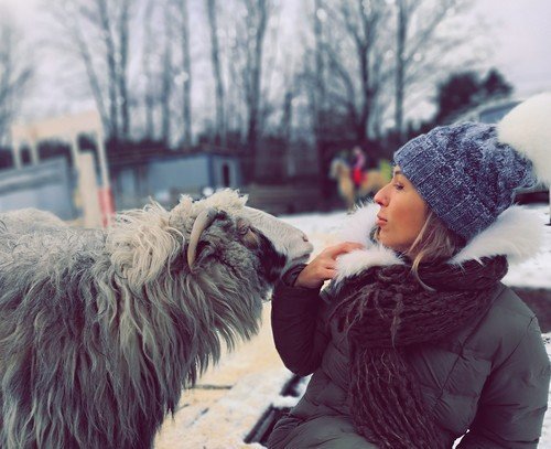 ласковая овца