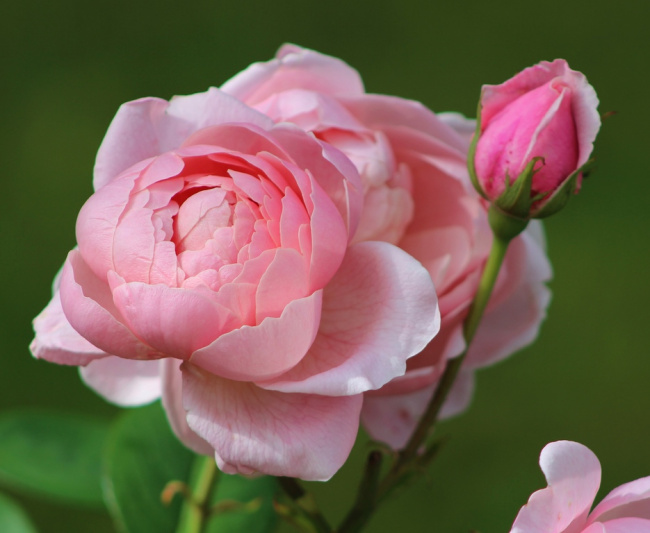Розы в розовом павильоне Павлоска
