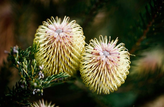 TEASEL BANKSIA