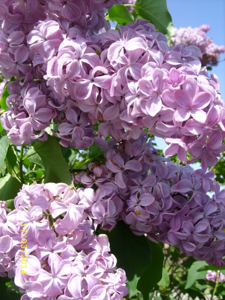 Мои цветы.2929
