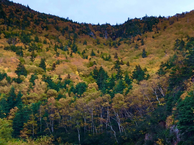Золотые Французские горы острова Кейп-Бретон