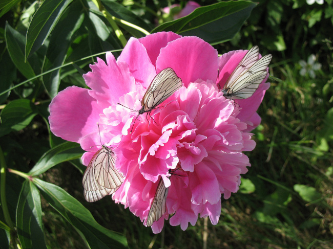 Пион с бабочками