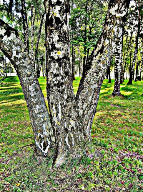 Три сестры