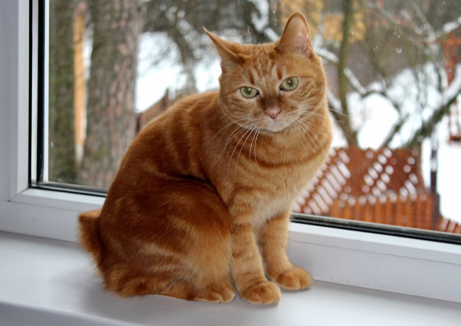 грустит кошка на окошке