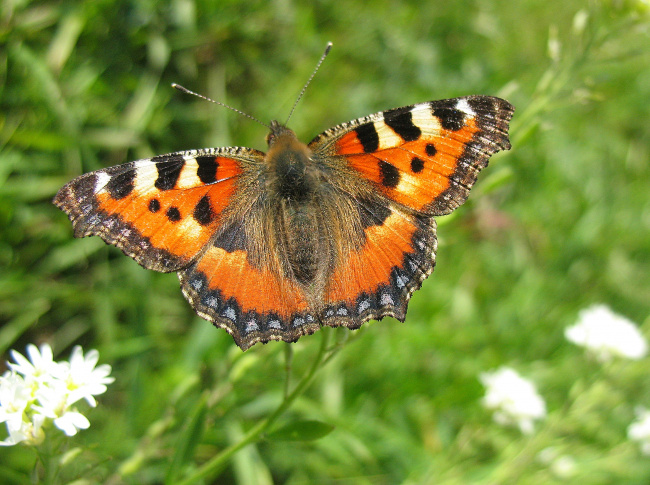 Крапивница