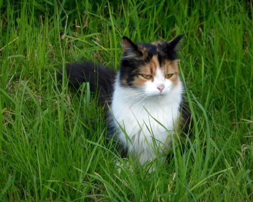 Котик