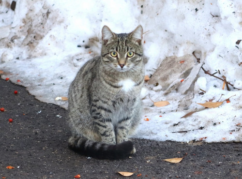 Мартовский кот