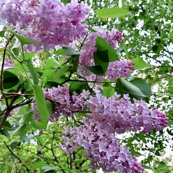 Сирень