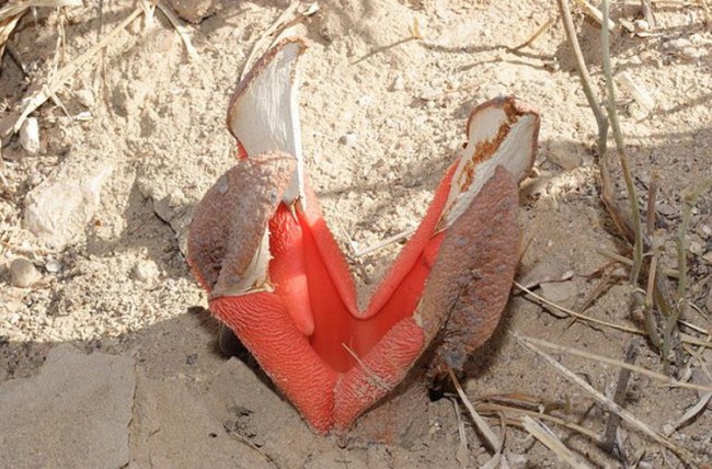 HYDNORA AFRICANA