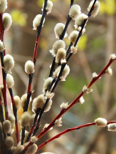 В ожидании праздника