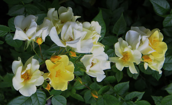 очаровательные бело-желтые розы