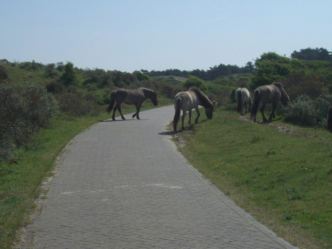 Из альбома Provincie Holland - 2009