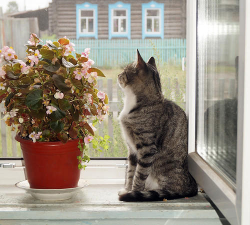 На окошке