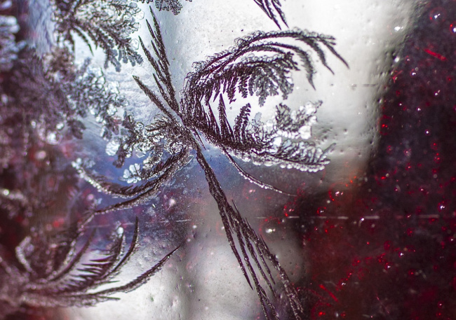 Птица Феникс