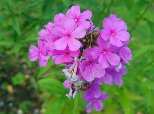 Розовый флокс