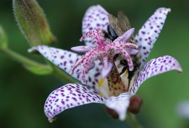 Tricyrtis hirta