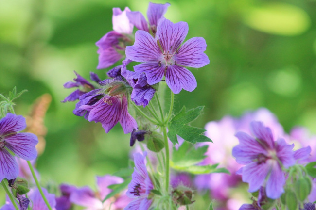 Путешествие к цветам