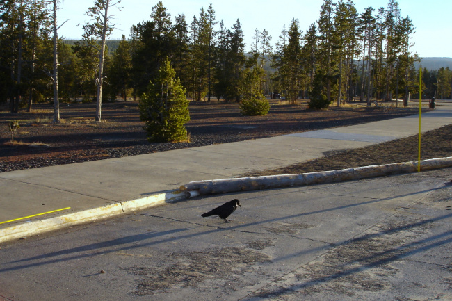 Йеллоустоун. У отеля в местечке Old Faithful.