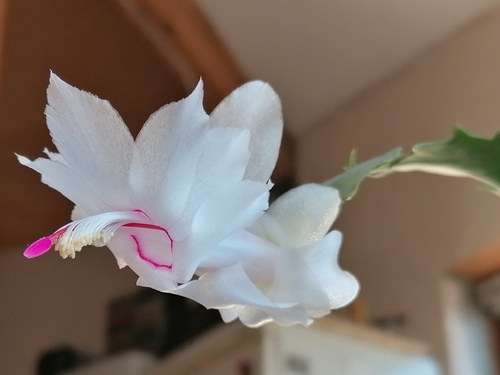 Декабрьская бабочка