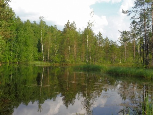 Лесное озерцо