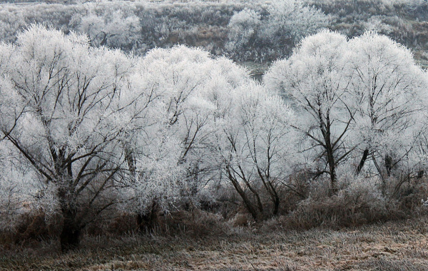 Ивы в инее