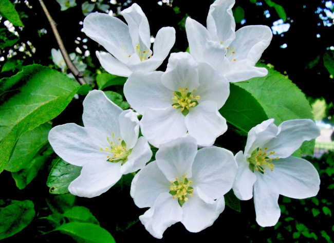 Белое цветение