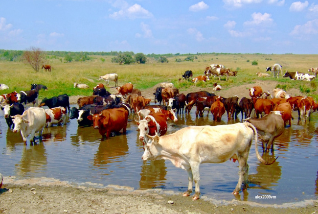 Жара. Июль