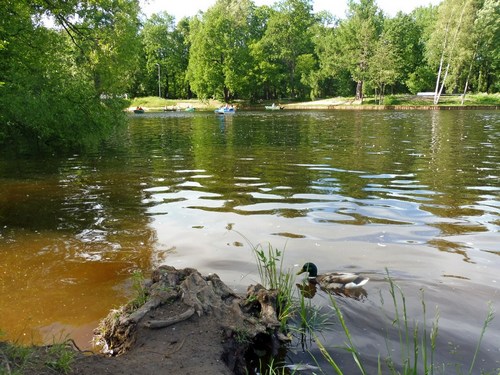 Летний водоем с уткой