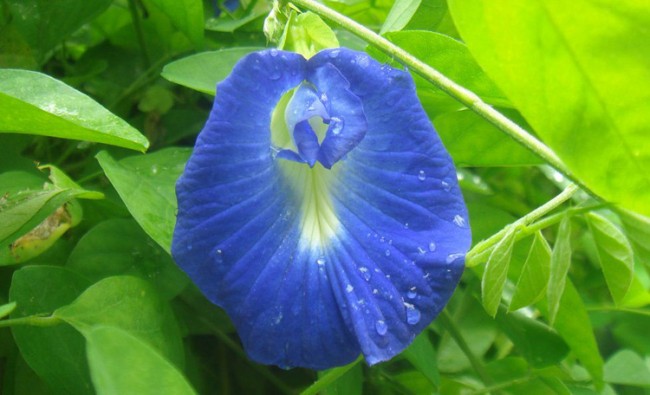 CLITORIA TERNATEA ИЛИ КЛИТОРИЯ ТРОЙЧАТАЯ