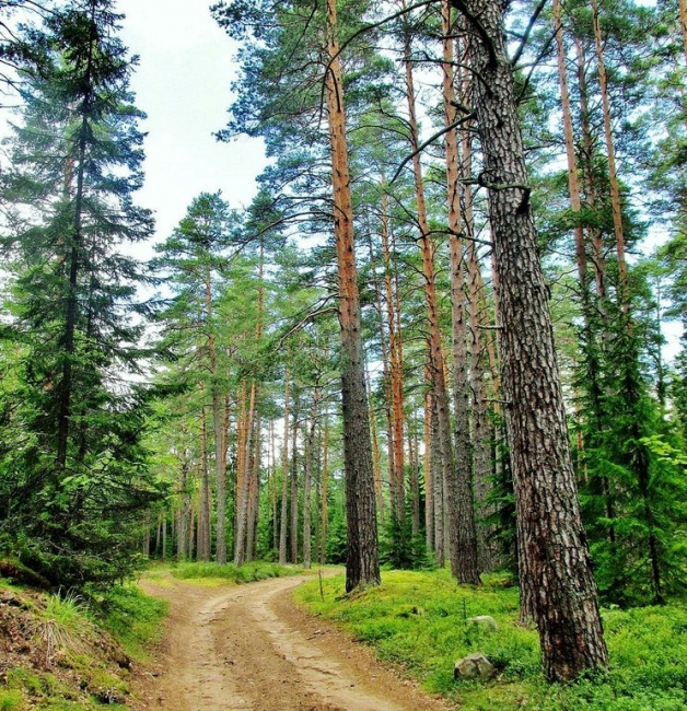 Дорога в лесу