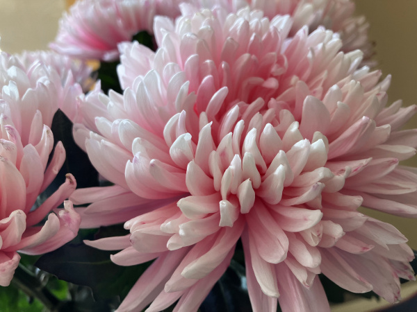 Букет хризантем