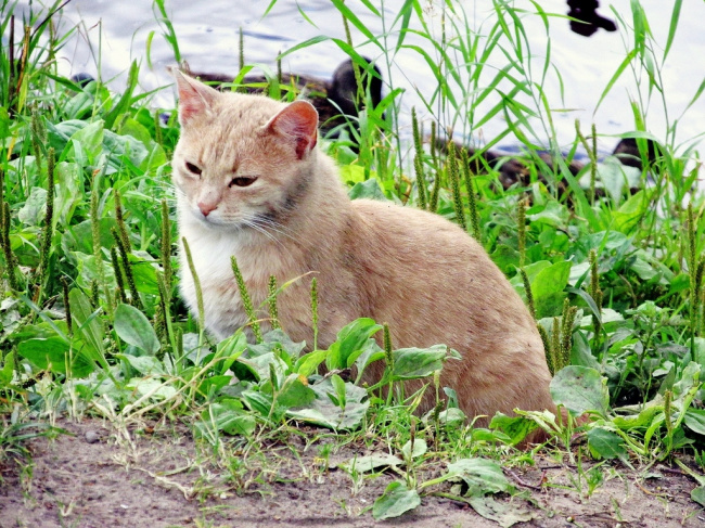 Затаилась у реки