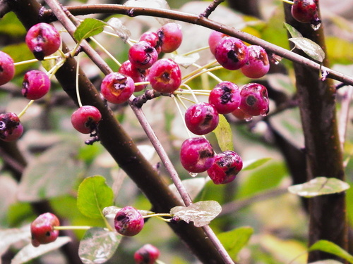 "Краснощёкие"