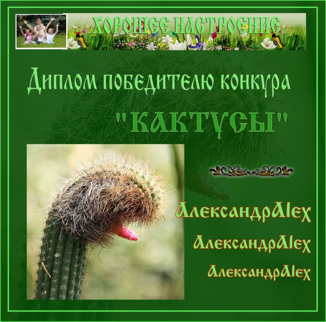КАКТУСЫ