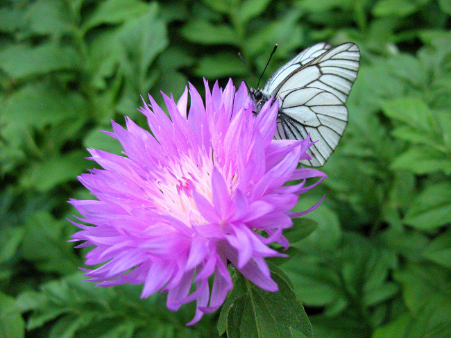 Василёк садовый с бабочкой