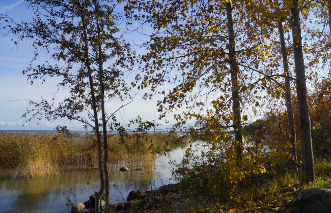 прозрачная осень