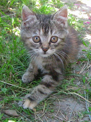Котенок