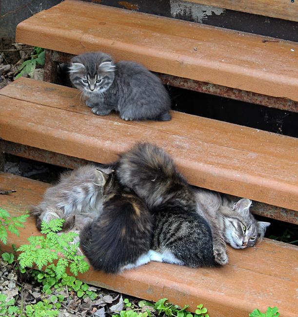 кошка Маруся с котятами