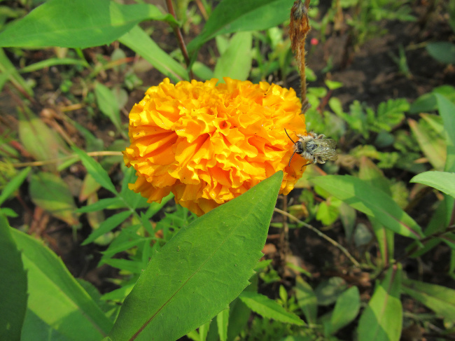 Махровый бархатец с пчёлкой