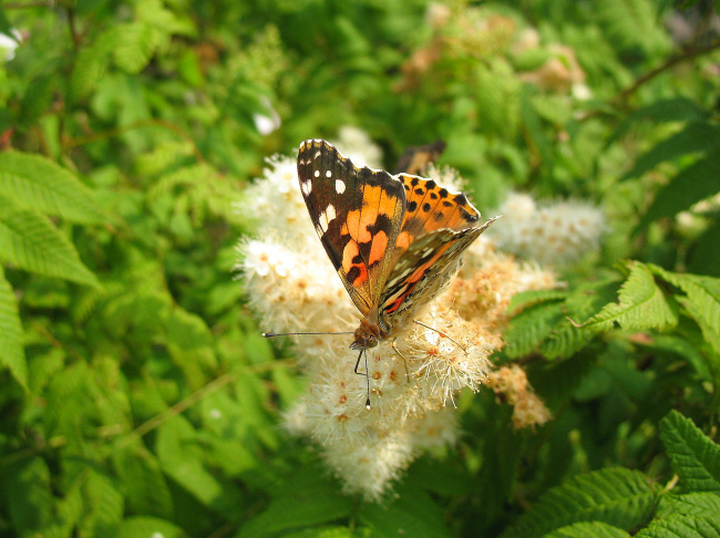 Бабочка на рябиннике