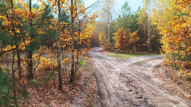 На лесной развилке