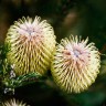 TEASEL BANKSIA