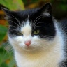 Предводитель брошенных кошек