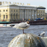 Чайка в Питере