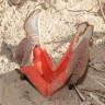 HYDNORA AFRICANA