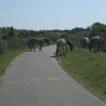 Из альбома Provincie Holland - 2009