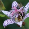 Tricyrtis hirta