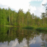 Лесное озерцо