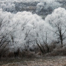 Ивы в инее