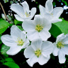 Белое цветение